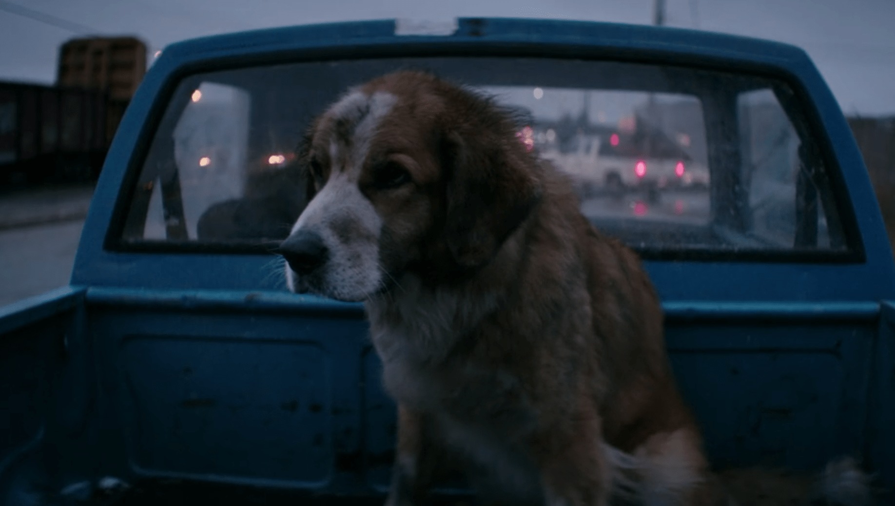 全ての犬好きが涙する 僕のワンダフル ライフのストーリーと名シーンをネタバレ動画で完全解説 ミツカル